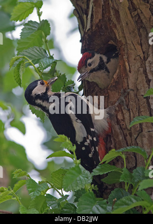Female Great Spotted Woodpecker (Dendrocopos major) feeds chick at nest hole. Uk Stock Photo