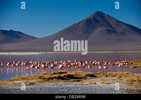 James's Flamingo, Phoenicoparrus jamesi, on Laguna Colorada, Colorada Lake or red laggon, Bolivian Andes Stock Photo