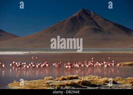 James's Flamingo, Phoenicoparrus jamesi, on Laguna Colorada, Colorada Lake or red laggon, Bolivian Andes Stock Photo