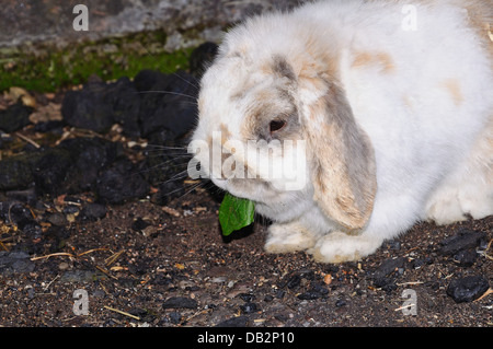 Dwarf Lop (Mini Lop) rabbit eating a dandelion leaf. Stock Photo