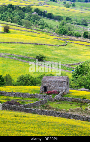 Barn and Buttercup Meadows near Thwaite in Swaledale Yorkshire Dales England