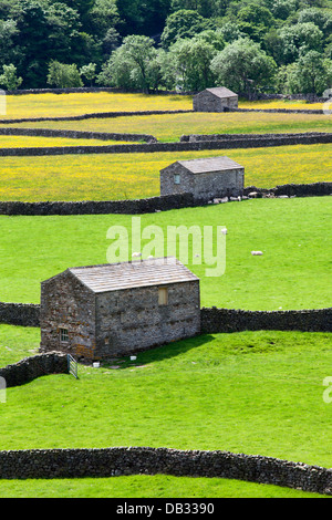 Field Barns at Gunnerside in Summer Swaledale Yorkshire Dales England Stock Photo