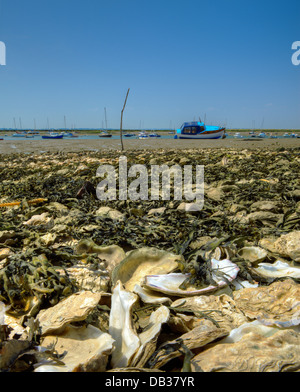 Discarded Oyster shells at West Mersea Island, Essex. Stock Photo