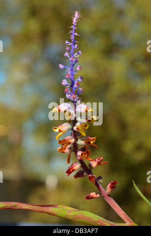 Lachenalia mutabilis inflorescence, a winter growing bulb indigenous to the Western Cape Province, South Africa Stock Photo