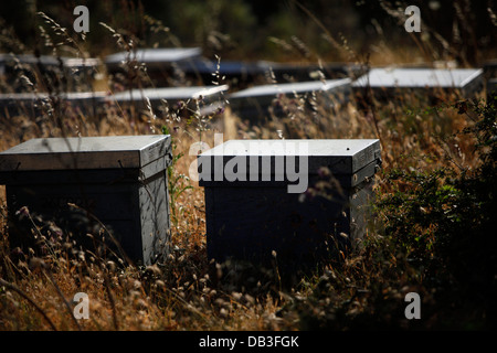 Bee hives of Puremiel, a honey company that produces organic raw honey, in the Los Alcornocales Natural Park Stock Photo