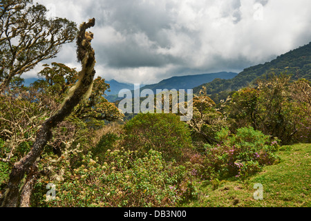 cloud forest of La Siberia, Bolivia, South America Stock Photo