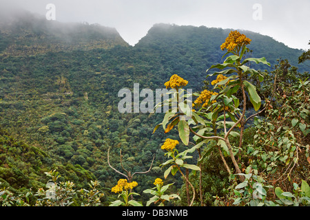 cloud forest of La Siberia, Bolivia, South America Stock Photo