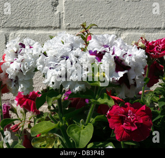 PETUNIA. PICOTEE. ORCHID VARIETY. Stock Photo