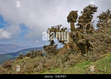 cloud forest of La Siberia, Bolivia, South America Stock Photo