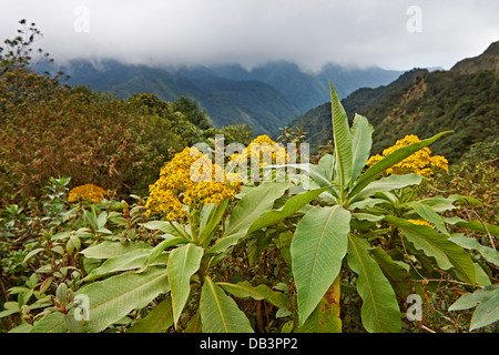 cloud forest of La Siberia, Bolivia, South America Stock Photo