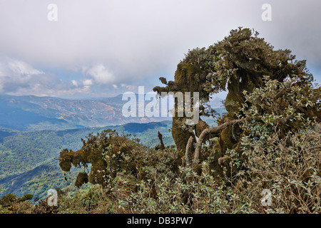 cloud forest of La Siberia, Bolivia, South America Stock Photo