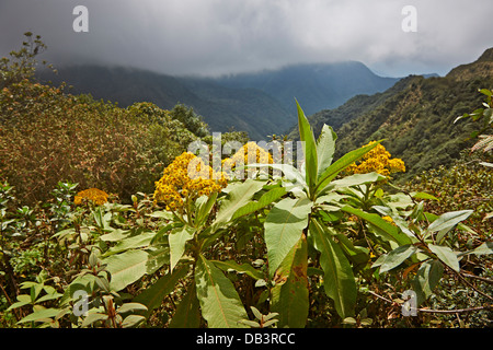 cloud forest of La Siberia, Bolivia, South America Stock Photo