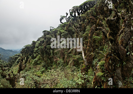 cloud forest of La Siberia, Bolivia, South America Stock Photo