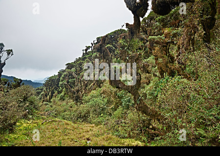 cloud forest of La Siberia, Bolivia, South America Stock Photo