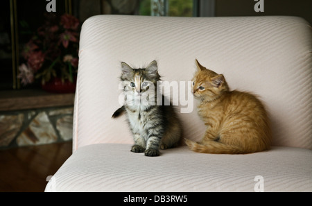 Two sibling domestic tabby kittens close up indoors on a chair orange.and gray tabby indoor, Fs 6.41 MB ginger kitten pet pets funny animals Stock Photo