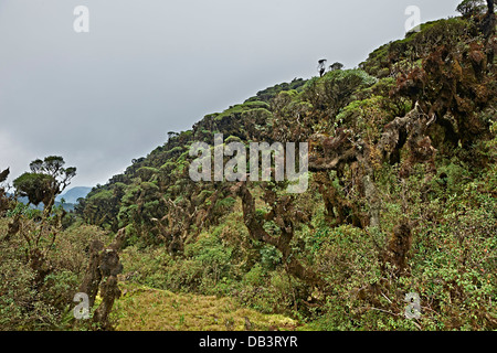 cloud forest of La Siberia, Bolivia, South America Stock Photo