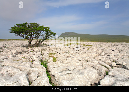 A lone tree on White Scar limestone pavement and distant Ingleborough, North Yorkshire, Yorkshire Dales National Park, England, UK. Stock Photo