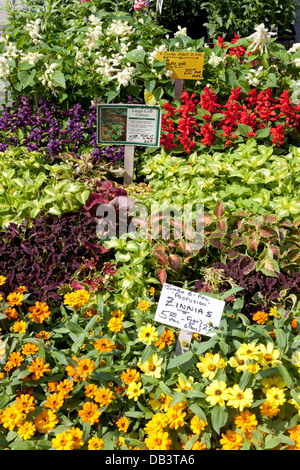 Plants and flowers for sale on Union Square greenmarket Stock Photo