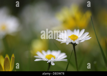 Daisies; Bellis perennis; Spring; Meadow; UK Stock Photo