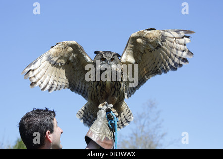 Eagle Owl; Bubo bubo; and Handler; UK Stock Photo