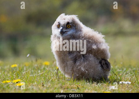 Eagle Owl; Bubo bubo; Chick; UK Stock Photo