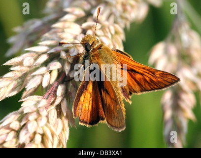 Macro close-up of the brownish  Large Skipper butterfly (Ochlodes sylvanus)