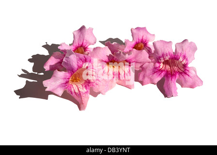 Flowers of pink color, with bell-shaped. Podranea ricasoliana Stock Photo