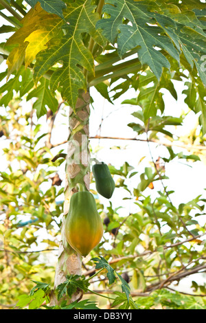 papaya in garden Stock Photo