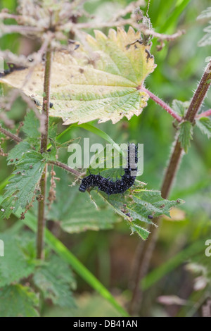 Peacock Butterfly, (Inarchis io). Nearly full grown caterpillar (Inachis io), or larvae, feeding on Nettle (Urtico dioica). Stock Photo