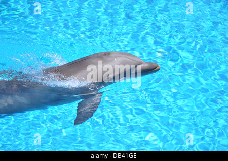 Dolphin swimming in pool Stock Photo