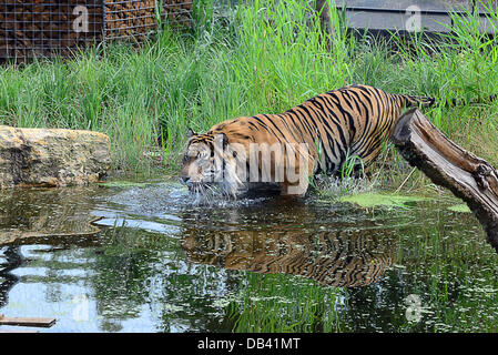London,UK. 23rd July 2013. A Sumatran tiger as seen in the picture inside the custom-pool at the ZSL London Zoo. Credit:  See Li/Alamy Live News Stock Photo