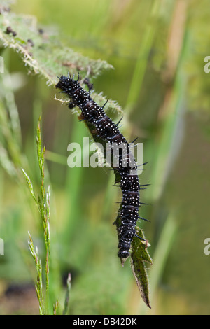 Peacock Butterfly, (Inarchis io). Nearly full grown caterpillar (Inachis io), or larvae, feeding on Nettle (Urtico dioica). Stock Photo