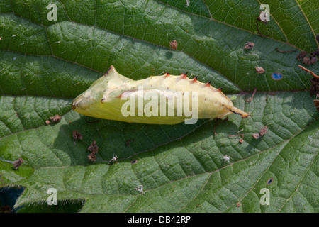 Peacock Butterfly (Inachis io). Pupae or Chrysalis, Side view, resting on food plant Nettle leaf (Urtico dioica). Head end left. Stock Photo