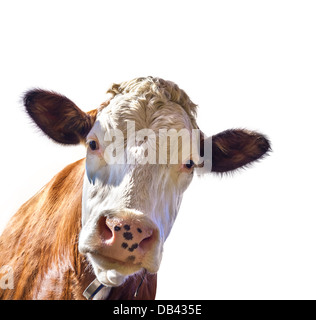 Cow isolated on white background Stock Photo