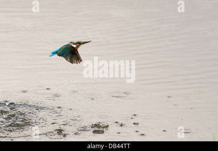 Female Common Kingfisher (Alcedo atthis) diving for fish but missing this time Stock Photo