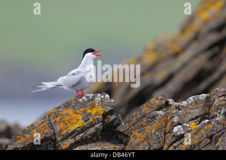 Adult Arctic Tern Sterna paradisaea on the Shetland island of Mousa Stock Photo