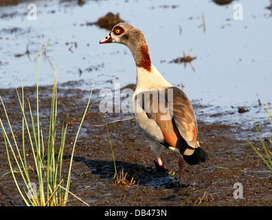 Egyptian Goose( Alopochen aegyptiaca) walking in wetlands with reflection
