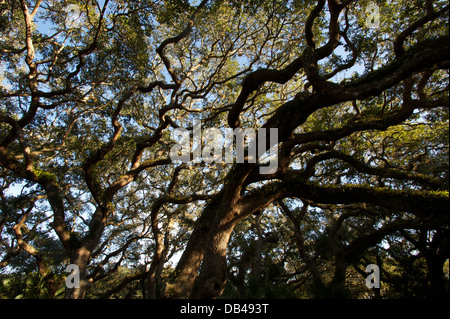 Live oaks, St. Augustine, Florida, USA Stock Photo