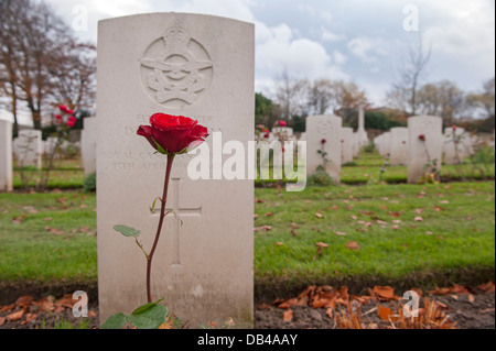 Single red rose growing in front of headstone, other memorials beyond - Commonwealth war graves at Stonefall Cemetery, Harrogate, Yorkshire, England. Stock Photo