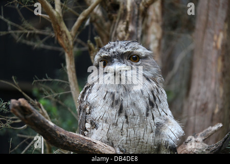 Tawny Frogmouth perched in a tree in Tasmania Stock Photo