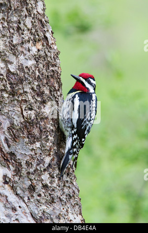 Yellow bellied sapsucker woodpecker bird, Sphyrapicus varius, perched on the trunk of a tree. Stock Photo
