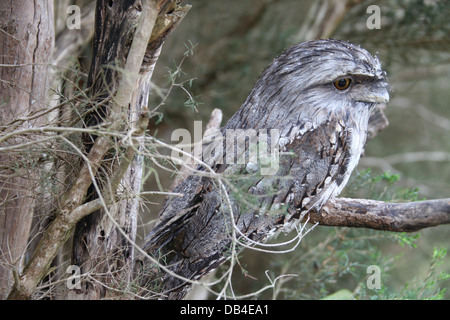 Tawny Frogmouth perched in a tree in Tasmania Stock Photo