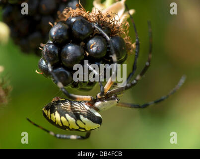 July 23, 2013 - Elkton, Oregon, U.S - A black and yellow garden spider (Argiope aurantia) clings to a ripe blackberry in a thicket along a country road in rural Douglas County. Also known as the writing spider or corn spider, they are considered harmless to humans. (Credit Image: © Robin Loznak/ZUMAPRESS.com) Stock Photo