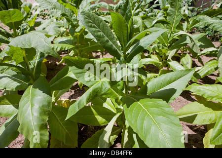 Tobacco plant (Nicotiana tabacum) leaves Stock Photo