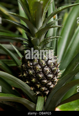 Immature Pineapple fruit (Ananas comosus) Stock Photo