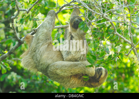 Mother and baby Three-toed Sloth (Bradypus variegatus)