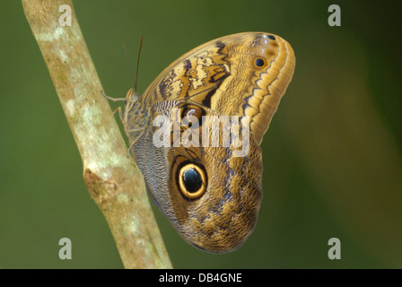 Dusky Giant Owl Butterfly (Caligo illionius) in Costa Rica rainforest Stock Photo