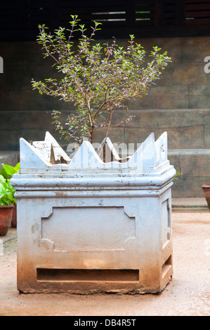 Tulasi herbal plant in courtyard Stock Photo