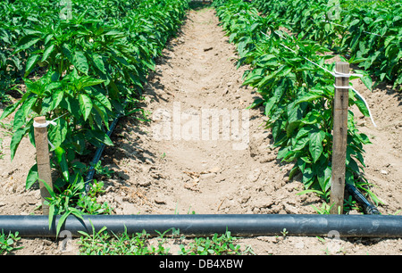 Plants with peppers in a rows Stock Photo