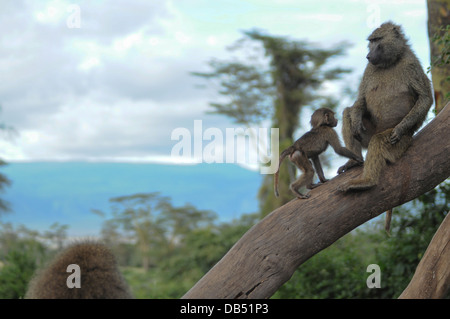 Olive Baboon (Papio anubis), also called the Anubis Baboon Mother interacting with young Stock Photo